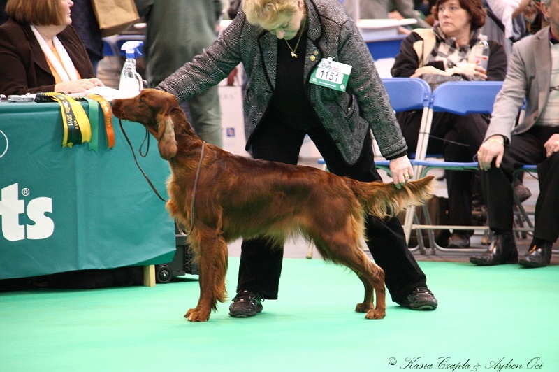 Crufts2011 337.jpg